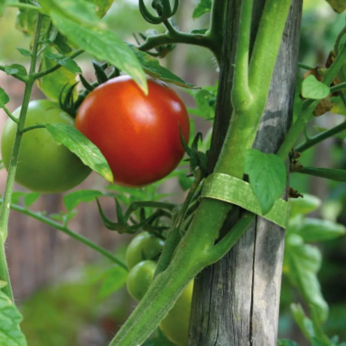 12pz Cinta Guia Plantas Velcro ® Correa Manualidades Jardin