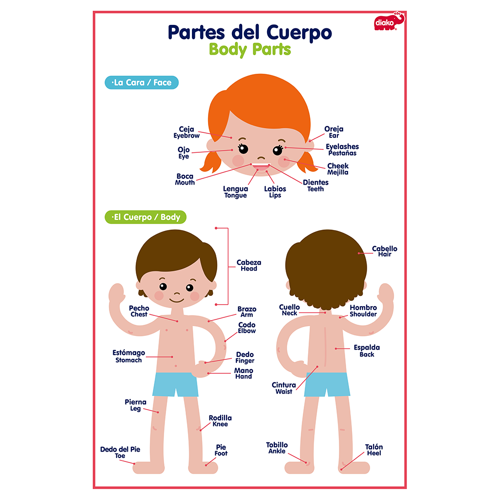 LÁMINA PARTES DEL CUERPO Y PRENDAS
