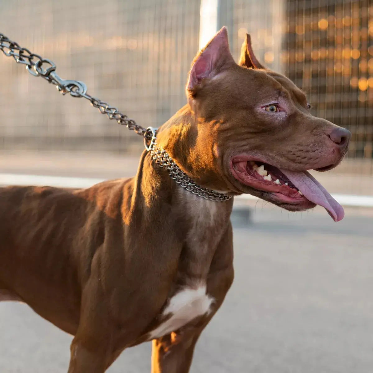 Cadena De Castigo Para Perro Caballete Aksi 61cm - AKSI
