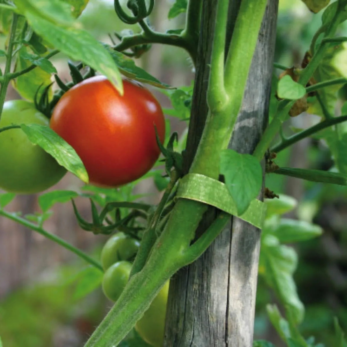 Velcro ® Correa Sujetadora Plantas Cinta Verde 15.2m