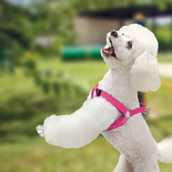 Arnés para Mascto AKSI PETIT Tipo "A" Ajustable - Talla Mediana (M) - Rosa - Broche de Seguridad