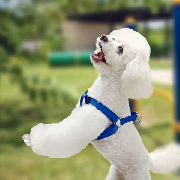 Arnés para Mascota AKSI PETIT Tipo "A" Ajustable - Talla Mediana (M) - Azul - Broche de Seguridad