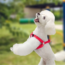 Arnés para Mascota AKSI PETIT Tipo "A" Ajustable - Talla Mediana (M) - Rojo - Broche de Seguridad