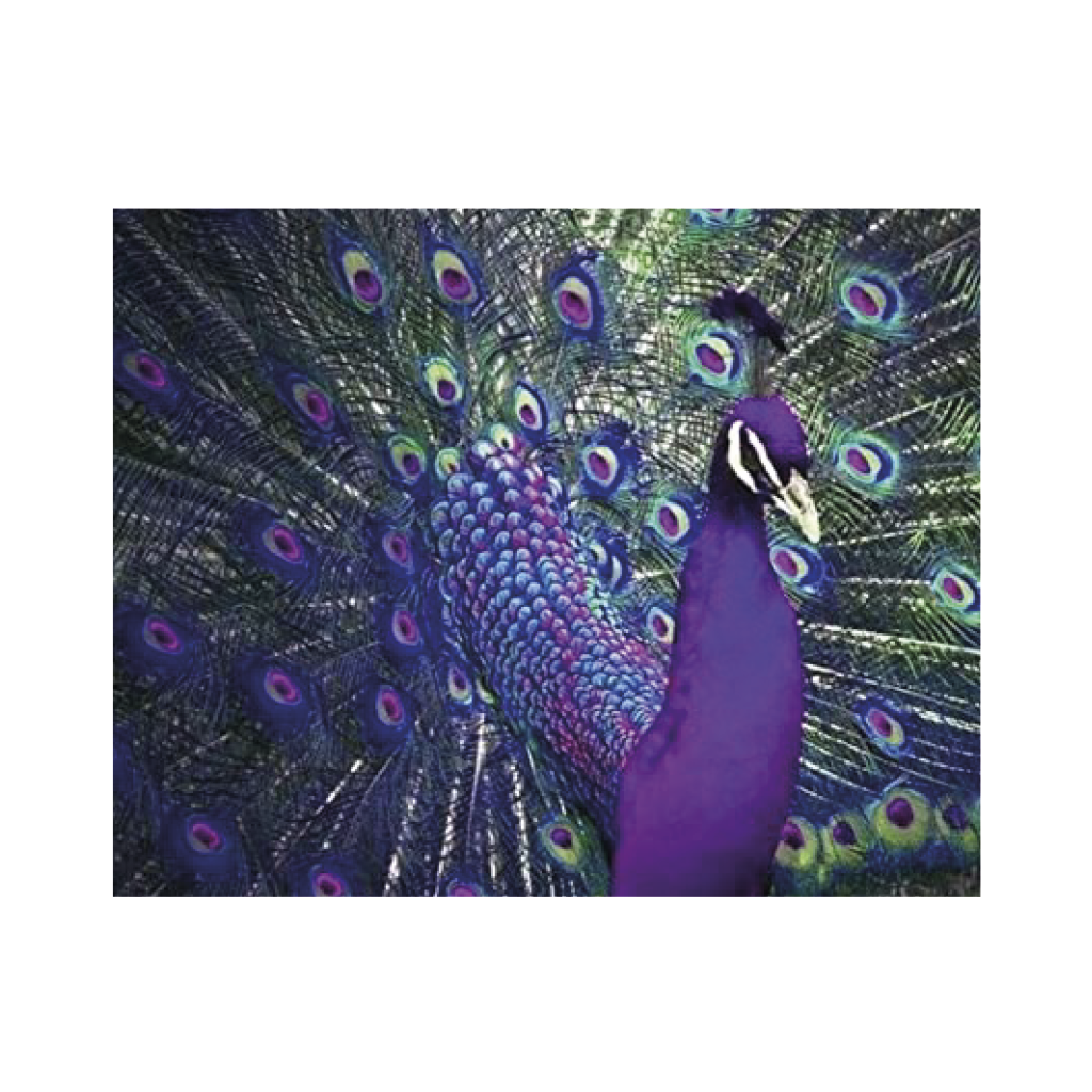 ARTE DIAMANTE PAVO REAL 40 X 50